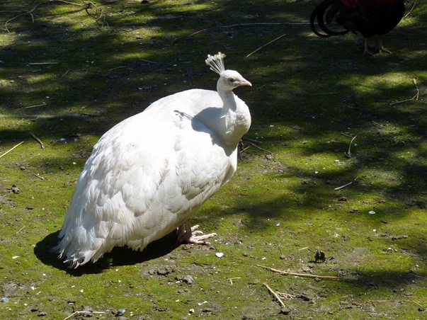Zuid: Witte pauw in het Amstelpark
