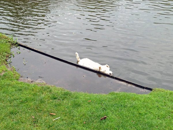 Hond legt aan in vijver Vondelpark
