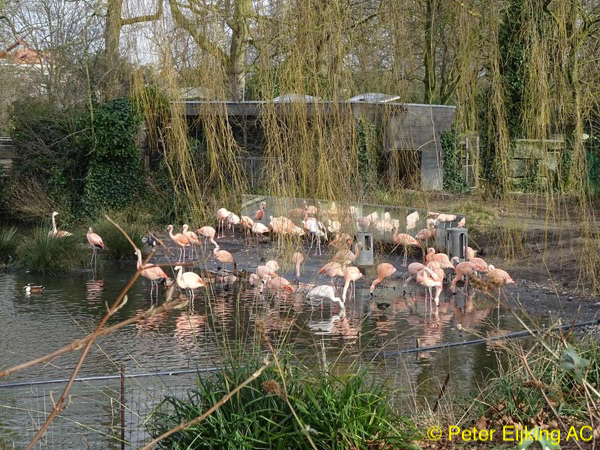 Flamingo's in Artis