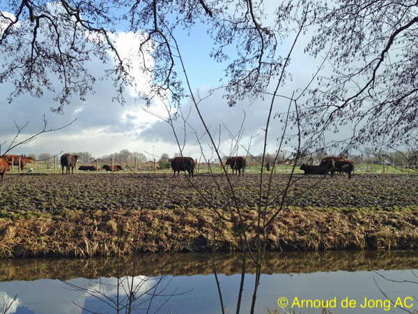 Amstelveen: Koeien in de modder