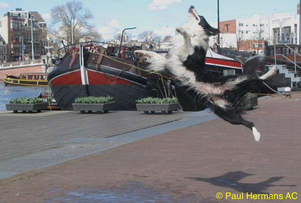 Springende hond