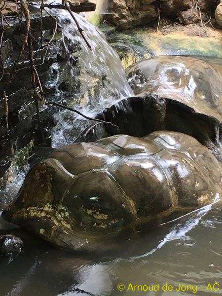 Artis - Schildpadden in de wasstraat